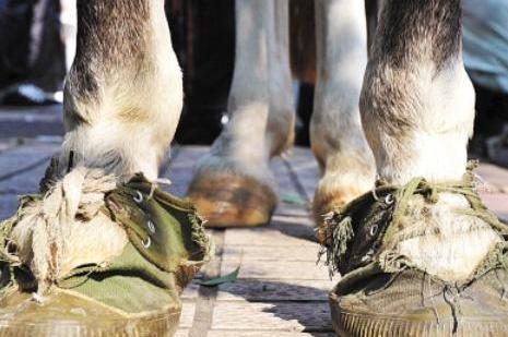 马皇后真的有一双大脚吗 为何众人会叫马大脚呢 马皇后真的有一双大脚吗 为何众人会叫马大脚呢