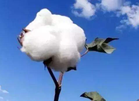 宋朝前还没有棉花，古代人是怎么御寒的？