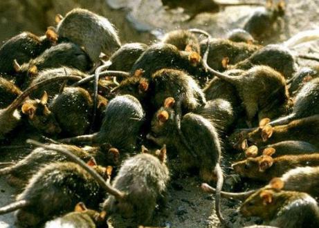 明末大鼠疫的过程是什么样的 最后的结果如何 明末大鼠疫的过程是什么样的 最后的结果如何