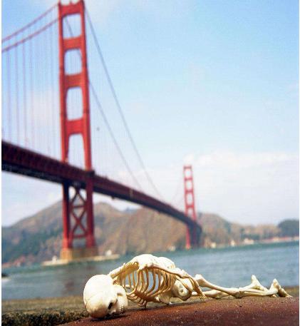 美国金门大桥为什么会成为死亡圣地 为什么这里深受自杀者的欢迎呢