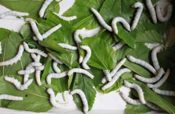 国库空虚,嘉靖为何坚持要修宫殿?嘉靖帝的阳谋终究没能发挥作用! 国库空虚,嘉靖为何坚持要修宫殿?嘉靖帝的阳谋终究没能发挥作用!