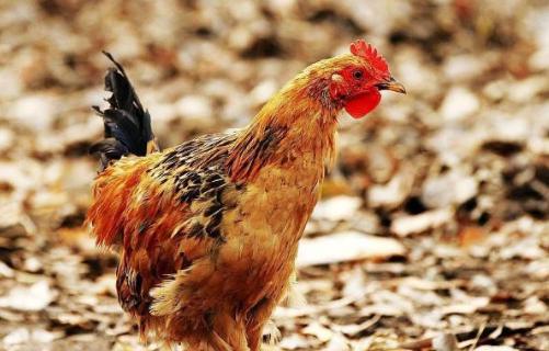 皇帝让大臣找公鸡下的蛋？看大臣儿子如何破局？