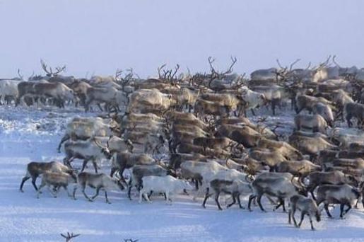 西伯利亚为什么一直得不到有效开发？最主要的原因是什么