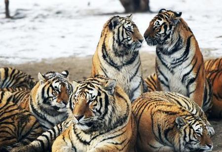 历史上的燕王喜为人如何 最不讲诚信、最鼠目寸光、最卑鄙无耻