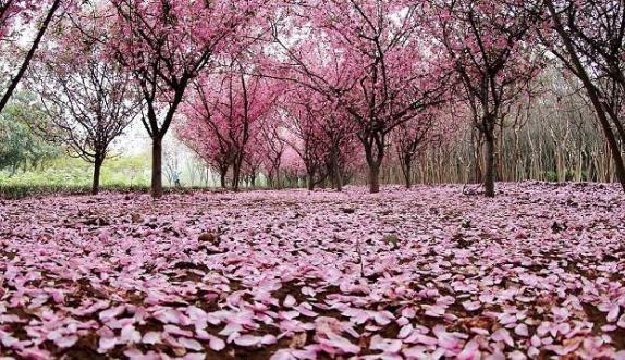 辛弃疾为一个侍女写的词,令人拍案叫绝 辛弃疾为一个侍女写的词,令人拍案叫绝