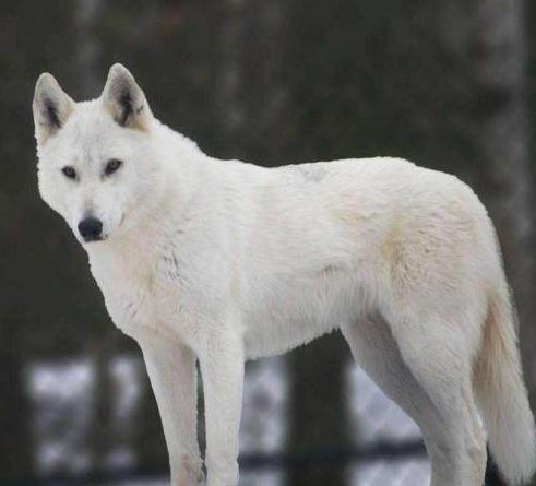 犬戎是现在的什么人？犬戎的后代在哪