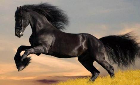 汉武帝真的为了一匹汗血宝马劳民伤财兵压西域吗？