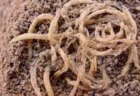 古代人都吃什么?不愧是中国人还挺讲究 古代人都吃什么?不愧是中国人还挺讲究