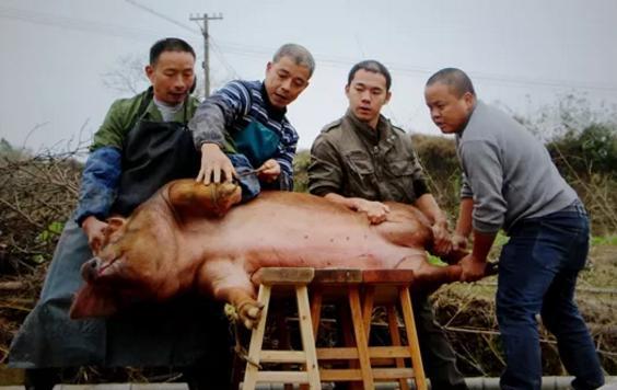 史前的猪有多厉害?为什么4000万猪没有灭绝? 史前的猪有多厉害?为什么4000万猪没有灭绝?