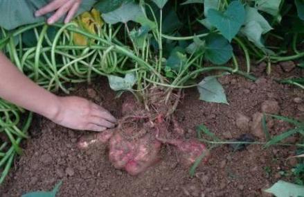 番薯是怎么传入中国的 还的多亏了<a href=https://www.lishiji.cn/lishi/4283/ target=_blank class=infotextkey>陈振<a href=https://www.lishiji.cn/lishi/5152/ target=_blank class=infotextkey>龙</a></a>、陈经纶两父子