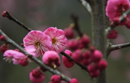 解析苏轼《西江月梅花》!朝云对苏轼有怎么样的意义? 解析苏轼《西江月梅花》!朝云对苏轼有怎么样的意义?