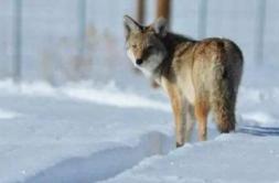 曹操生前对司马懿什么态度？曹操为什么及时杀了他？