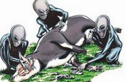 美国屠牛事件是怎么回事？“屠牛事件”真的是外星人所为？