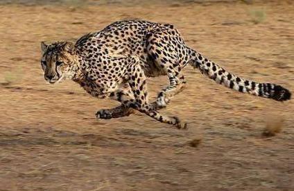 古时候的人是怎么吸猫的 简直丧心病狂蛮不讲理