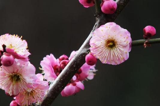 解析苏轼《西江月梅花》!朝云对苏轼有怎么样的意义? 解析苏轼《西江月梅花》!朝云对苏轼有怎么样的意义?