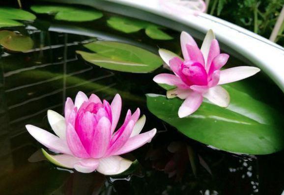 表妹对元稹以身相许,他却负心转身另娶官宦千金 表妹对元稹以身相许,他却负心转身另娶官宦千金