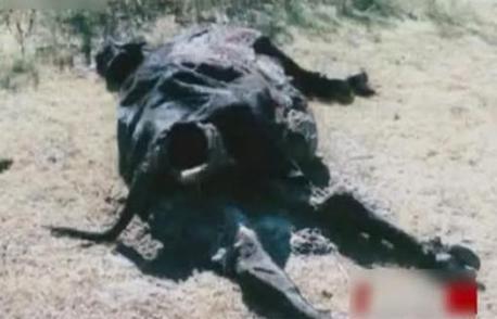 美国屠牛事件是怎么回事？“屠牛事件”真的是外星人所为？