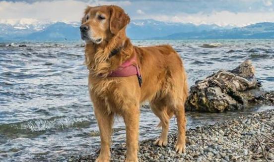 有一种食物，<a href=https://www.lishiji.cn/lishi/53/ target=_blank class=infotextkey>清朝</a>的<a href=https://www.lishiji.cn/lishi/8065/ target=_blank class=infotextkey>贵族</a>从不食用，你知道是什么吗？