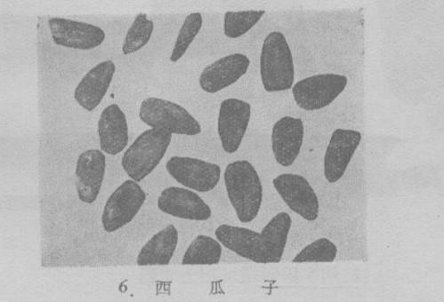 西瓜究竟何时传入中国?西瓜真的是从西方传来的吗? 西瓜究竟何时传入中国?西瓜真的是从西方传来的吗?