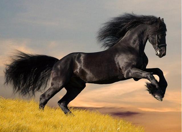 史上最厉害的相马高手是谁?不是伯乐,比伯乐还要高明千百倍!