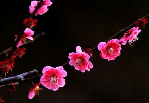 解析苏轼《西江月梅花》!朝云对苏轼有怎么样的意义? 解析苏轼《西江月梅花》!朝云对苏轼有怎么样的意义?