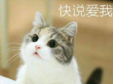 古时候的人是怎么吸猫的 简直丧心病狂蛮不讲理