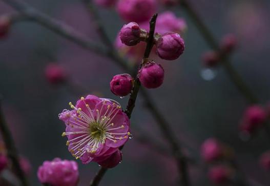 解析苏轼《西江月梅花》!朝云对苏轼有怎么样的意义? 解析苏轼《西江月梅花》!朝云对苏轼有怎么样的意义?