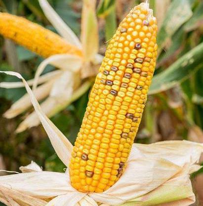 古代的主要食物是什么 古人一般都吃什么呢 古代的主要食物是什么 古人一般都吃什么呢