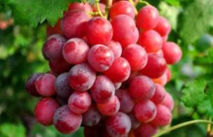 张骞为什么要出使西域?出使西域有什么作用和影响? 张骞为什么要出使西域?出使西域有什么作用和影响?