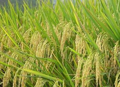 古人的主食都吃什么 每个时代主食都各不相同 古人的主食都吃什么 每个时代主食都各不相同