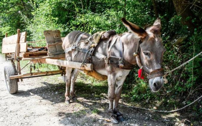 在唐朝骑驴很丢人吗？为什么诗人都喜欢骑驴？