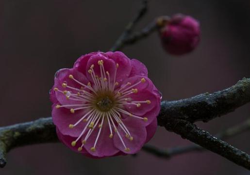 解析苏轼《西江月梅花》!朝云对苏轼有怎么样的意义? 解析苏轼《西江月梅花》!朝云对苏轼有怎么样的意义?