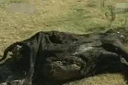 美国屠牛事件是怎么回事？“屠牛事件”真的是外星人所为？