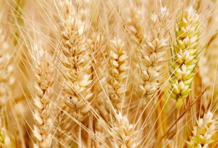 古代的主要食物是什么 古人一般都吃什么呢