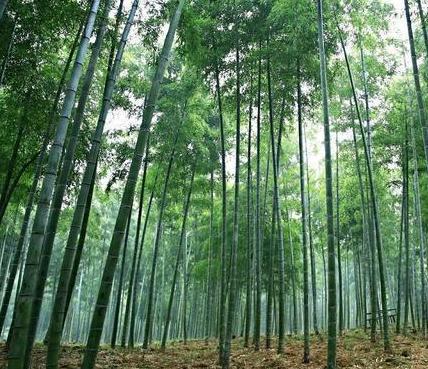 古代竹竿不值钱 为什么小贩还能靠他们赚钱养家呢