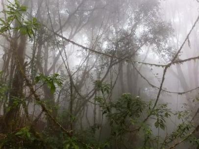 古人常说的瘴气是什么 为何现在又没有了呢