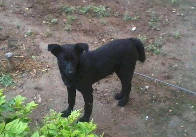 公元前180年,在西安白鹿原害死吕后的“犬妖”,到底是啥动物? 公元前180年,在西安白鹿原害死吕后的“犬妖”,到底是啥动物?