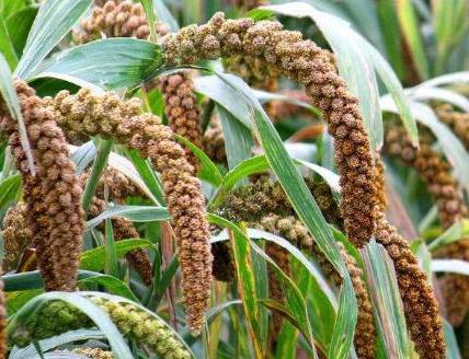 古代的主要食物是什么 古人一般都吃什么呢 古代的主要食物是什么 古人一般都吃什么呢