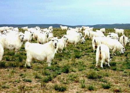 古代游牧民族为什么不能天天吃肉呢 最主要的原因是什么 古代游牧民族为什么不能天天吃肉呢 最主要的原因是什么