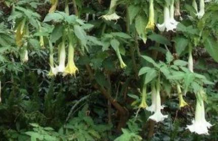 <a href=https://www.lishiji.cn/lishi/1666/ target=_blank class=infotextkey>揭秘</a>：古代的“蒙汗药”是用什么做的？