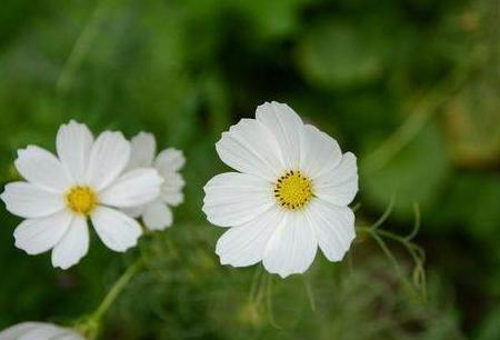 美国19世纪著名的诗人惠特曼的诗歌究竟如何 经典诗歌欣赏