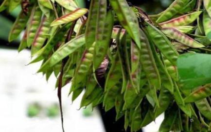 古人没有洗头水 那么古人洗头到底用什么东西呢 古人没有洗头水 那么古人洗头到底用什么东西呢