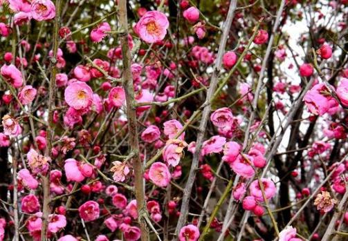 解析苏轼《西江月梅花》!朝云对苏轼有怎么样的意义? 解析苏轼《西江月梅花》!朝云对苏轼有怎么样的意义?