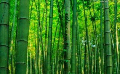 “格物”是什么?王阳明面对竹林思考七天在想什么? “格物”是什么?王阳明面对竹林思考七天在想什么?