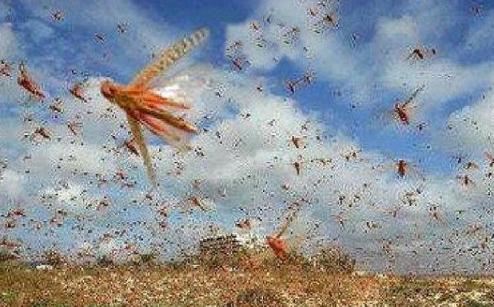 大唐名相姚崇擅用权谋！也是一个优秀的封建士大夫！