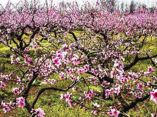 仕途坎坷的刘禹锡写下一首诗,为何却遭贬? 仕途坎坷的刘禹锡写下一首诗,为何却遭贬?