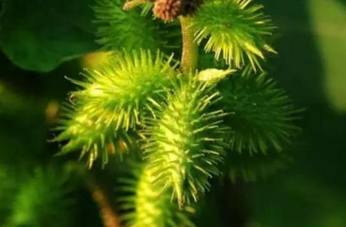 太监是个高危职业!晚上伺候嫔妃鞋子里竟然还要放东西? 太监是个高危职业!晚上伺候嫔妃鞋子里竟然还要放东西?