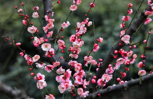 解析苏轼《西江月梅花》!朝云对苏轼有怎么样的意义？