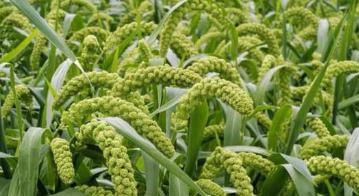 古代士兵行军打仗吃的军粮是什么?这种粮食凭什么得以延续千年? 古代士兵行军打仗吃的军粮是什么?这种粮食凭什么得以延续千年?