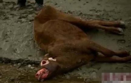 美国屠牛事件是怎么回事？“屠牛事件”真的是外星人所为？